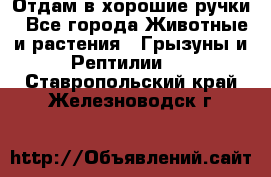 Отдам в хорошие ручки - Все города Животные и растения » Грызуны и Рептилии   . Ставропольский край,Железноводск г.